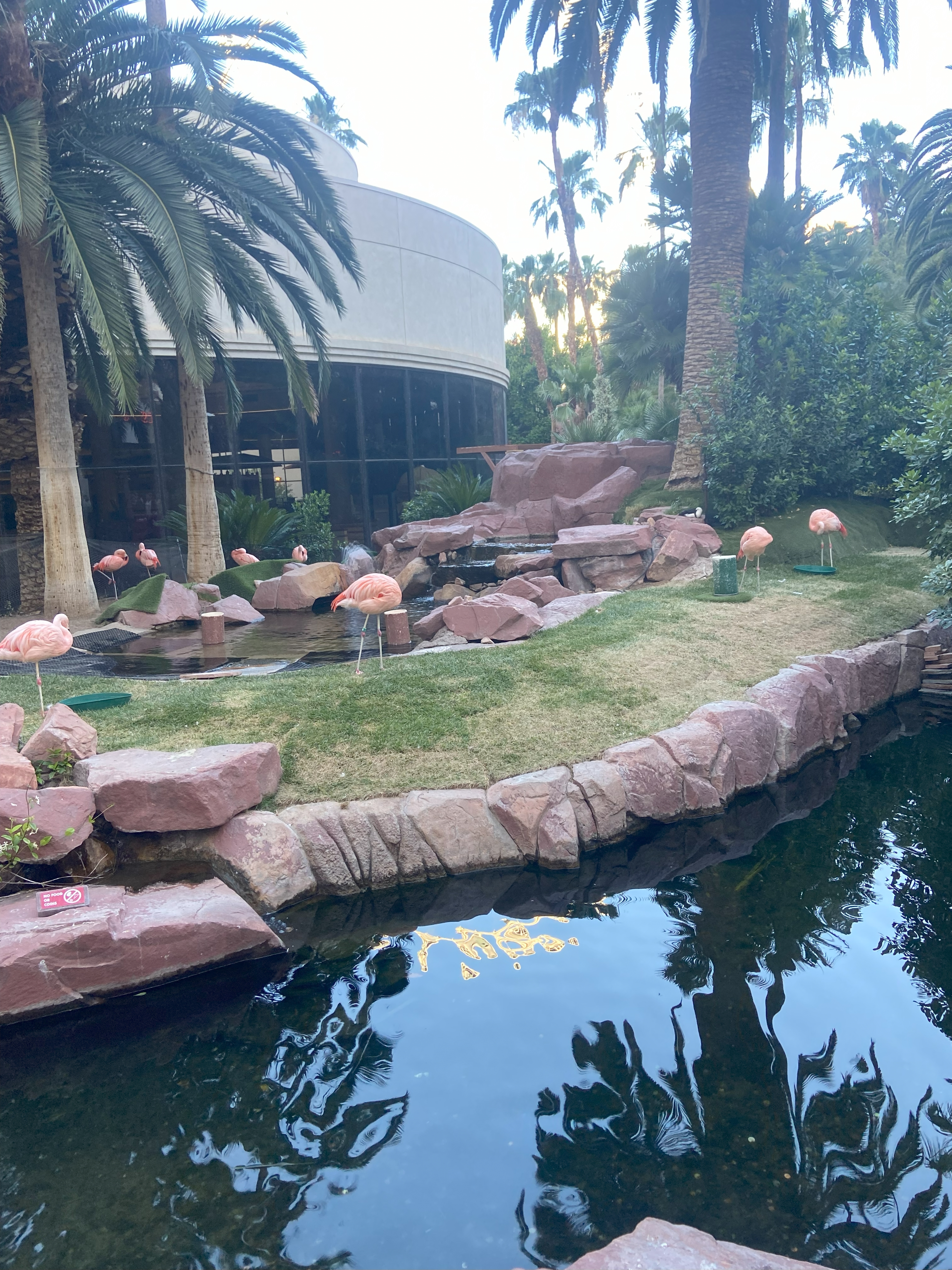 Some Flamingos I saw in VEgas